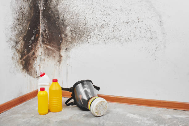 Best Black Mold Removal  in Fredericktown, MO