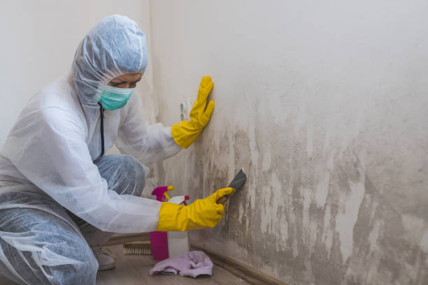Best Mold Testing  in Fredericktown, MO