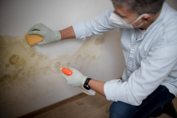 Best Office Mold Removal Services  in Fredericktown, MO