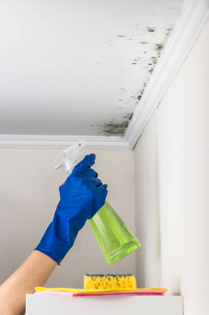 Best Mold Damage Repair  in Fredericktown, MO